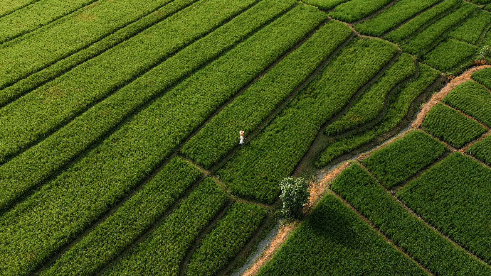 An aerial view of green rice terraces with one person walking between them
